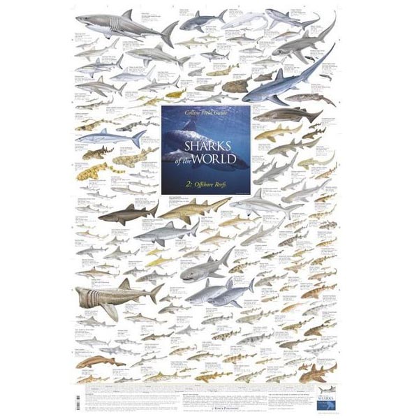 Poster "SHARKS of the WORLD 2: Offshore Reefs"